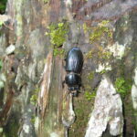 106-0651_black beetle on bark area1