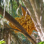 109-0932_palm flower with capsule visibleJPG