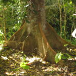 109-0994_way to upper yaku buttress root detail