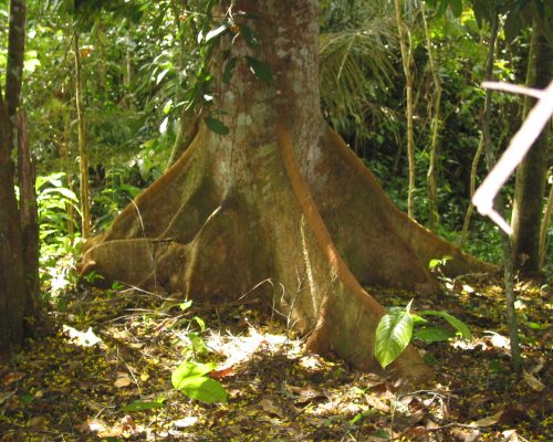 109-0994_way to upper yaku buttress root detail