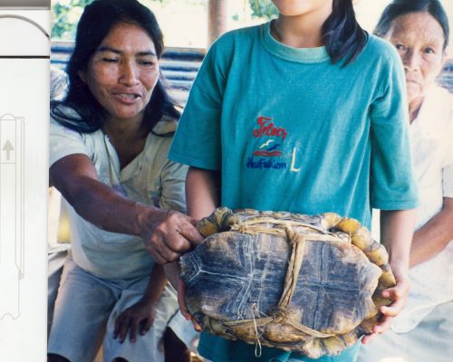 charapa-edible tortuga de tierra (forest turtle) supa sopa!